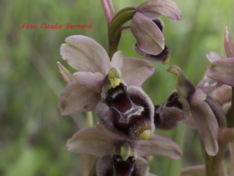 ophrys tenthredinifera.jpg