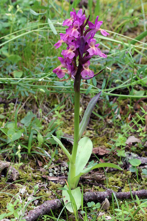 1l-dactylorhiza-sambucina.jpg