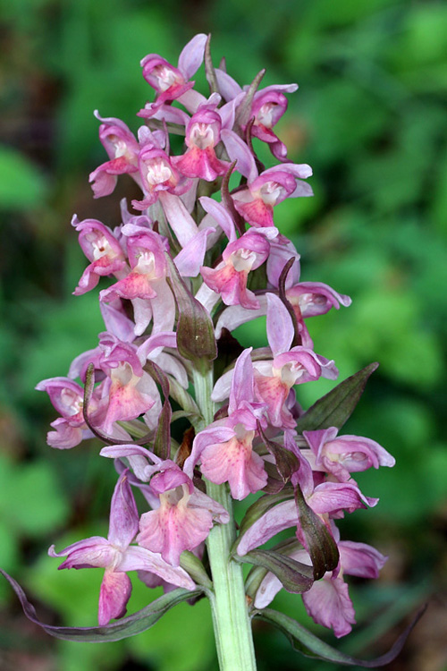 2l-dactylorhiza-sambucina.jpg