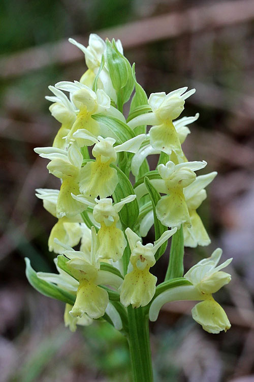 3l-dactylorhiza-sambucina.jpg