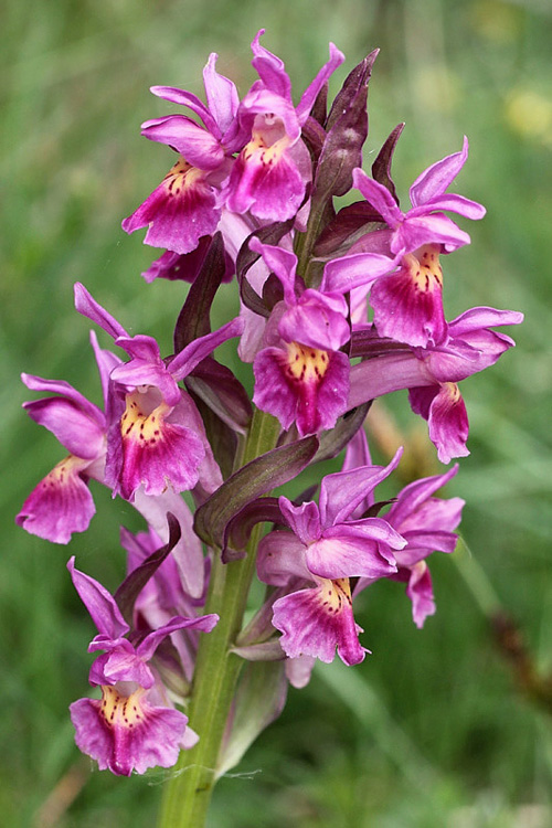 5l-dactylorhiza-sambucina.jpg