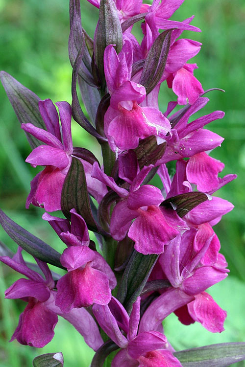 6l-dactylorhiza-sambucina.jpg