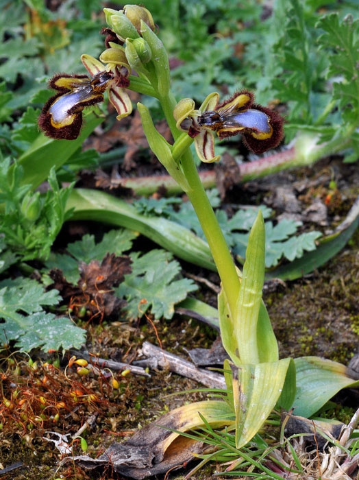 Ophrys-speculumok.jpg