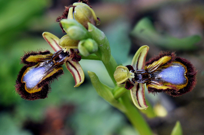 Ophrys-speculumok1.jpg