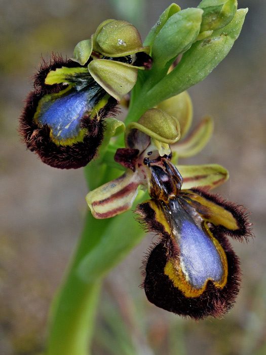 Orchis-speculum1.jpg