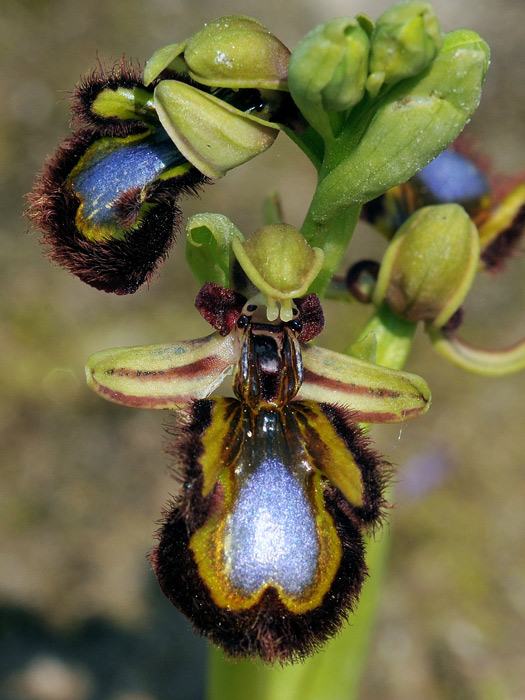 Ophrys-speculum4ok.jpg