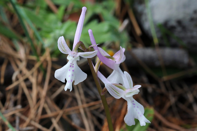 3l-orchis-anatolica.jpg