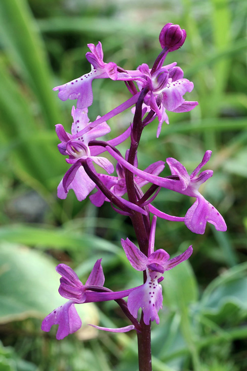 4l-orchis-anatolica.jpg