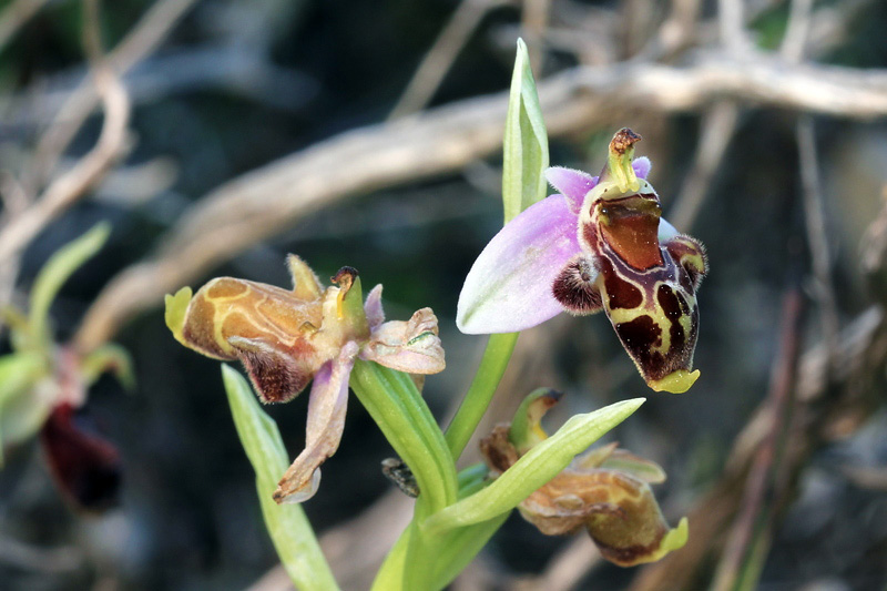 9l-ophrys-dodekanensi.jpg