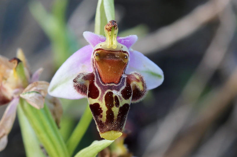 12l-ophrys-dodekanensis.jpg