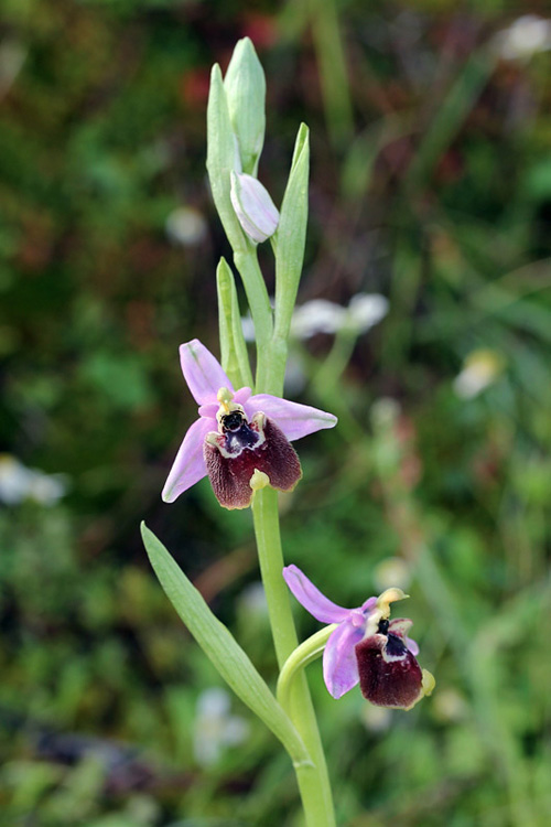 14l-ophrys-candica.jpg