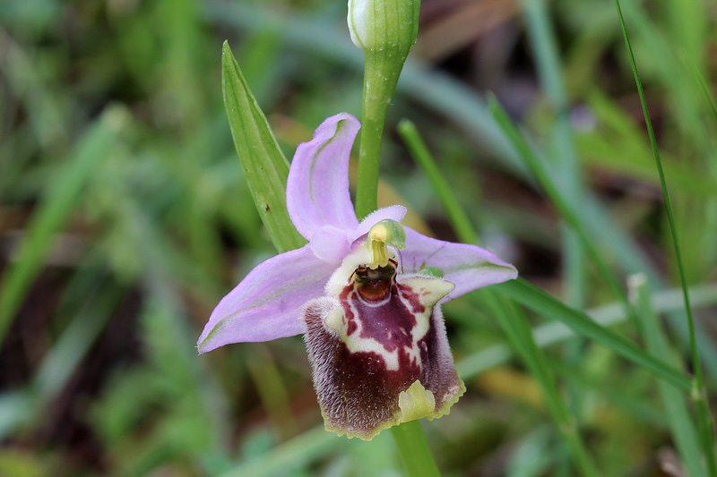 16l-ophrys-candica.jpg