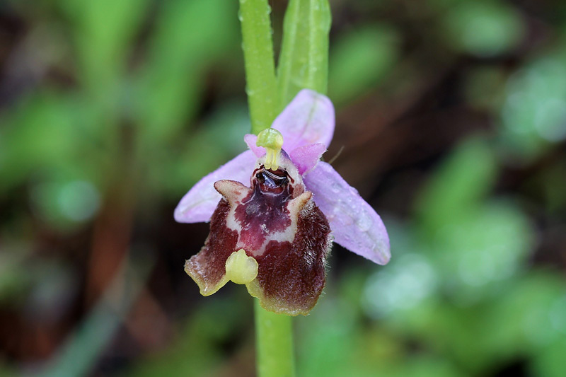 17l-ophrys-candica.jpg