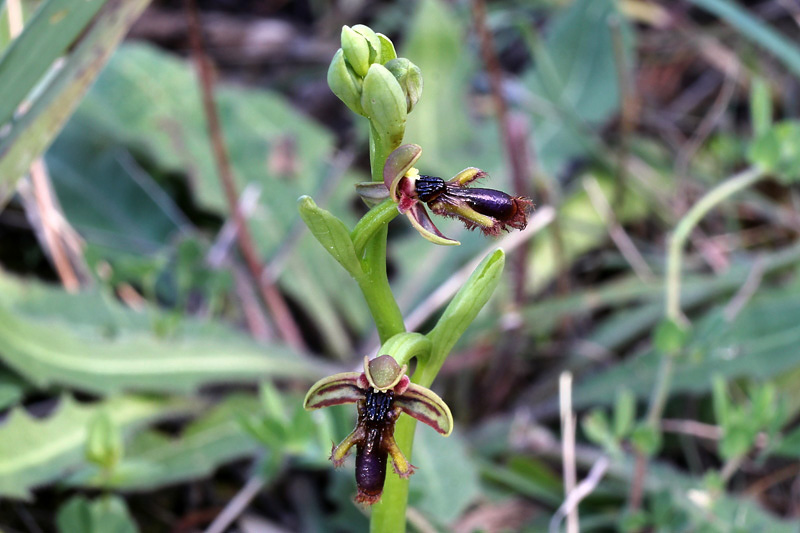 26l-ophrys regis-ferdinandi.jpg