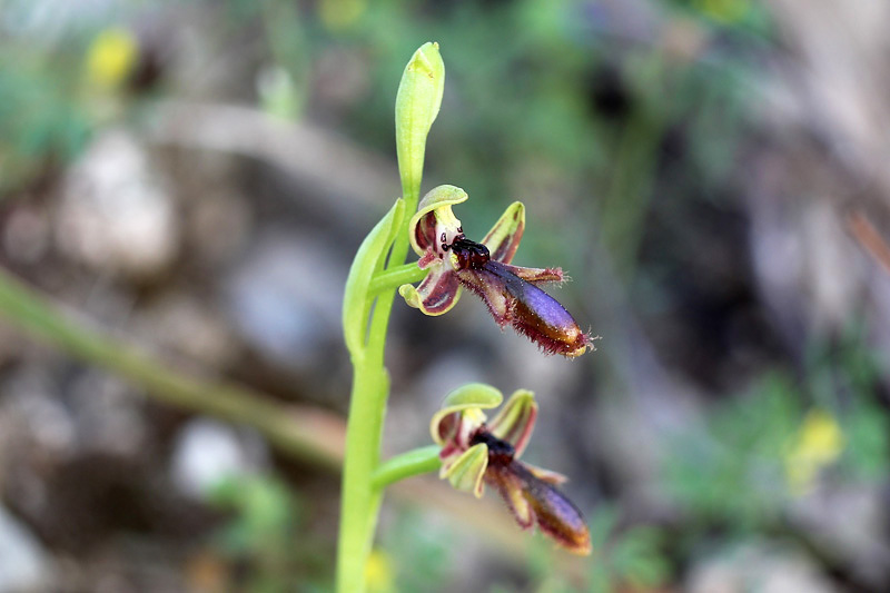 27l-ophrys regis-ferdinandii.jpg