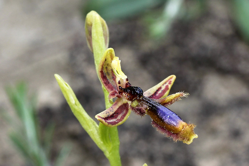 28l-ophrys regis-ferdinandii.jpg