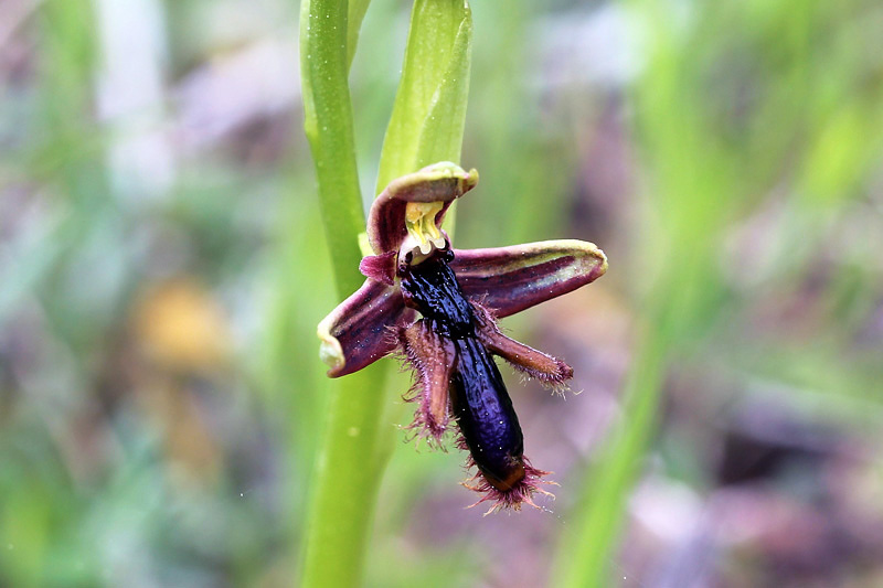 29l-ophrys regis-ferdinandii.jpg