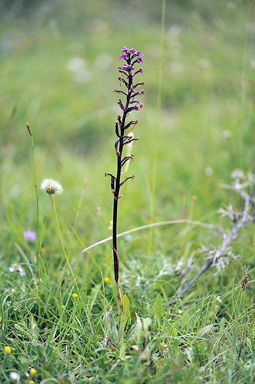 1Quadri-x-saccifera.jpg