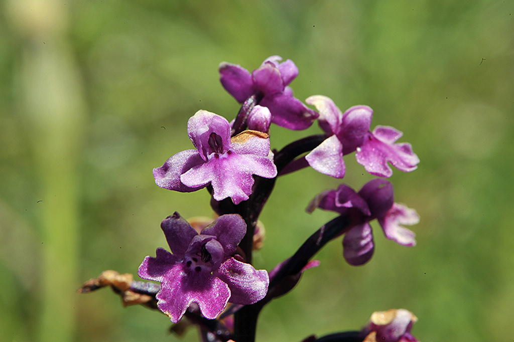 3Quadri-x-saccifera.jpg