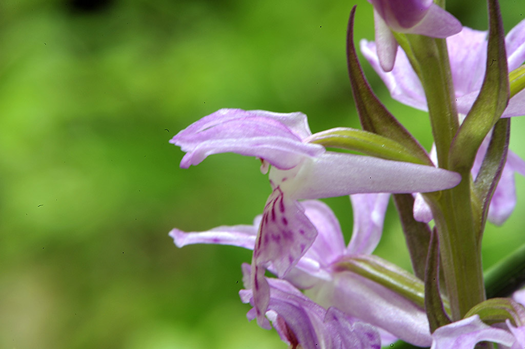 Dactylorhiza-saccifera.jpg