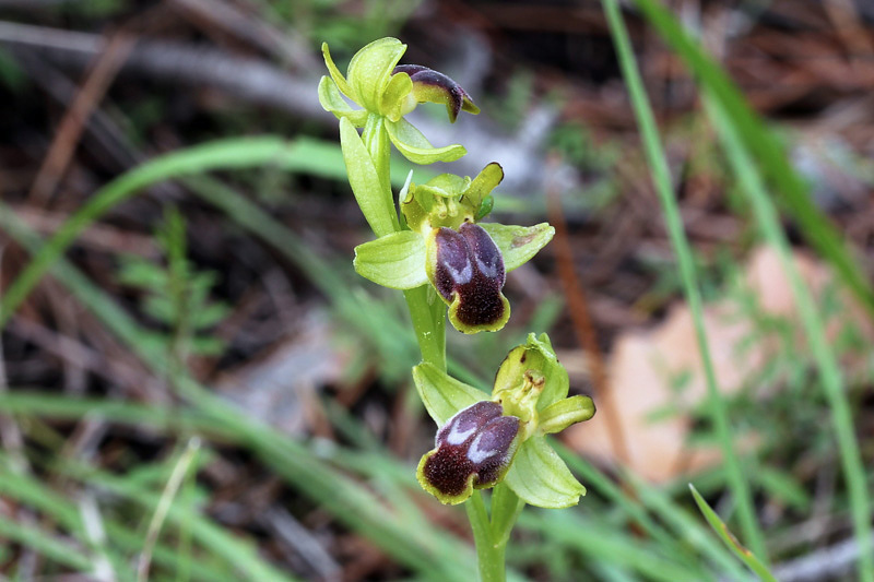 33l-ophrys-cinereophila.jpg