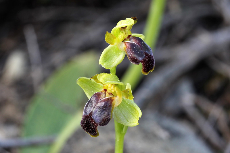 34l-ophrys-cinereophila.jpg