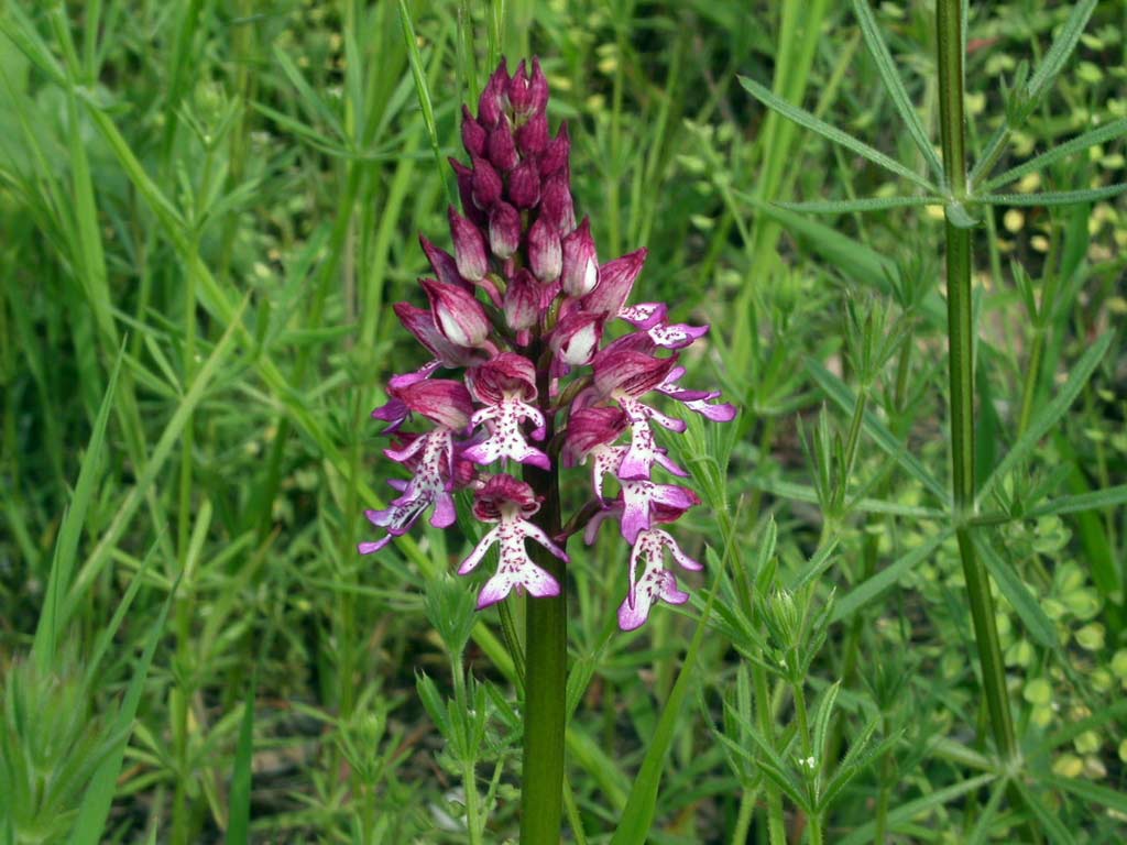 5orchis-purp-x-militaris.jpg