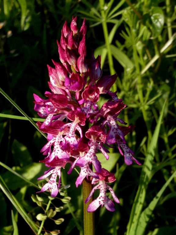 6orchis-purp-x-militaris.jpg