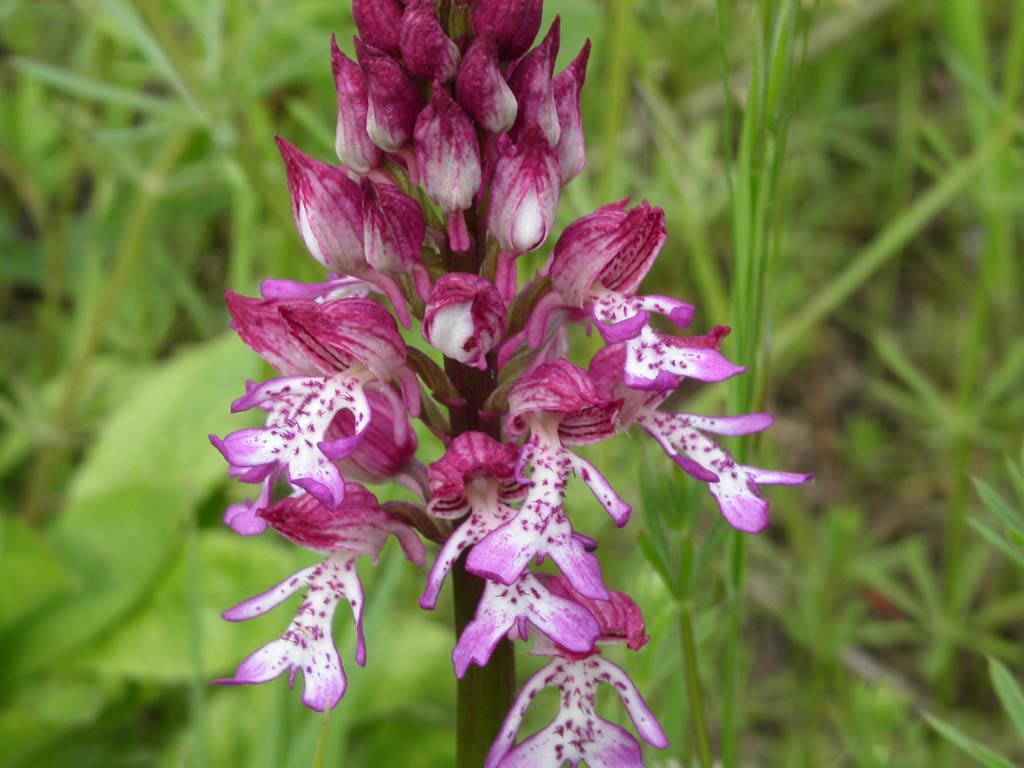 7orchis-purp-x-militaris.jpg
