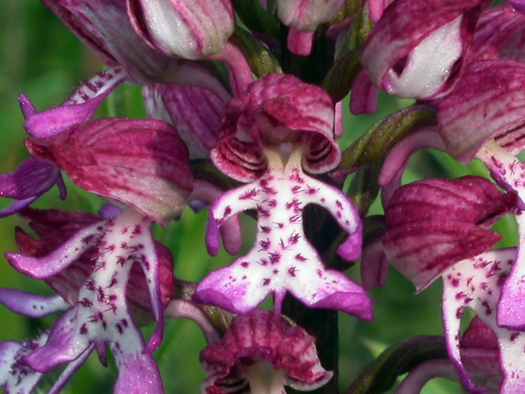 8orchis-purp-x-militaris.jpg
