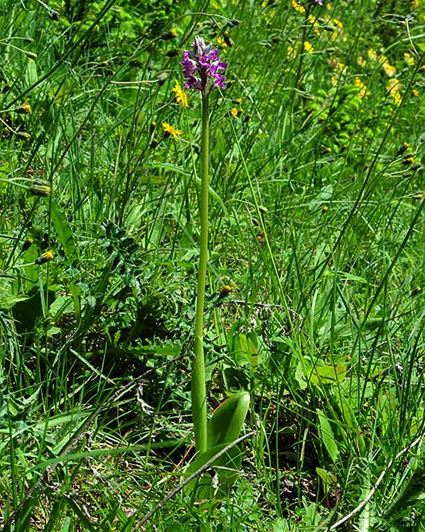 1Orchis-Purpurea-x-militari.jpg