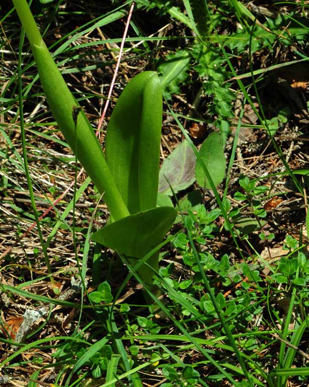 2Orchis-Purpurea-x-militari.jpg