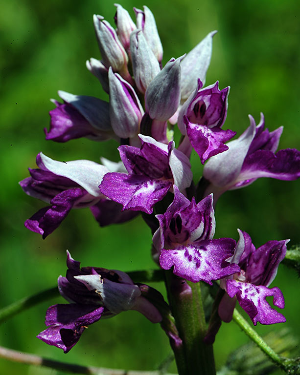 3Orchis-Purpurea-x-militari.jpg