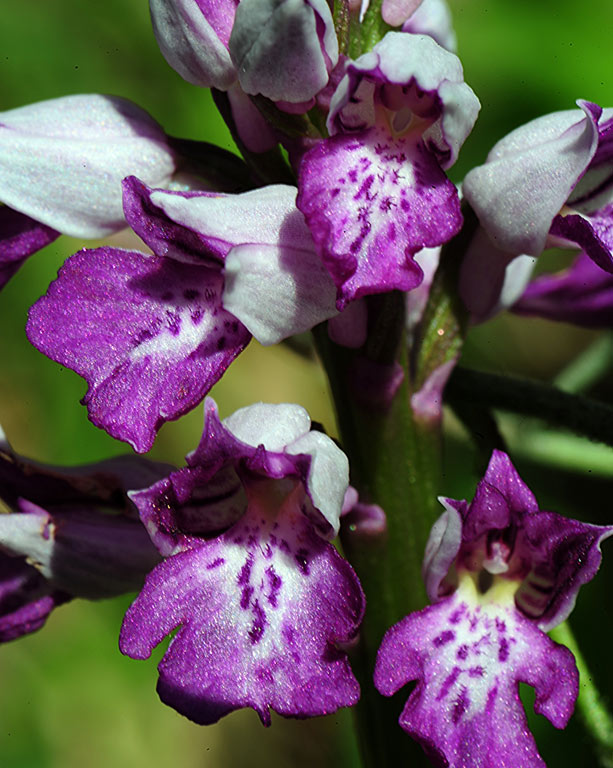 4Orchis-Purpurea-x-militari.jpg