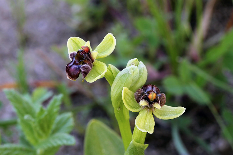 46l-ophrys-bombyliflora.jpg
