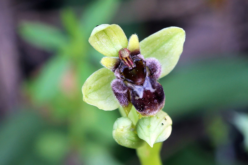 47l-ophrys-bombyliflora.jpg