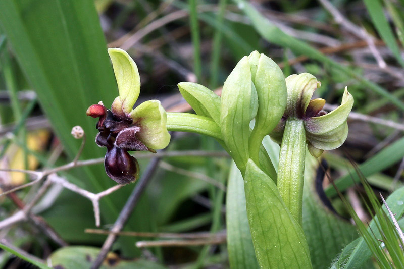 49l-ophrys-bombyliflora.jpg