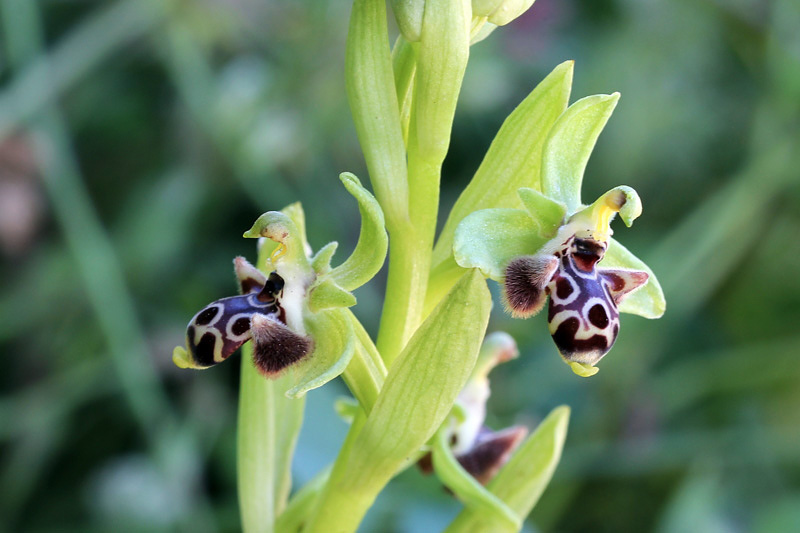 10l-ophrys-rhodia.jpg