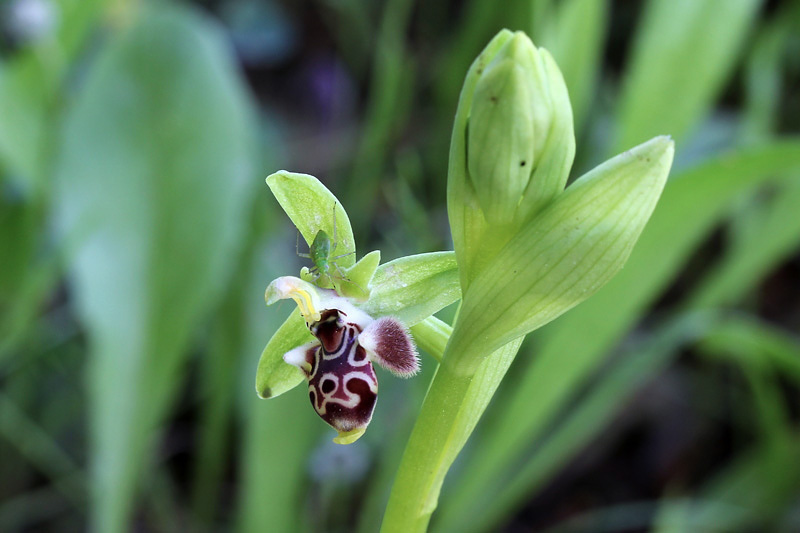 11l-ophrys-rhodia.jpg