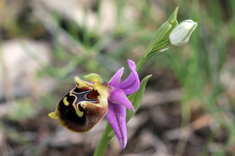 2l-ophrys-calypsus.jpg