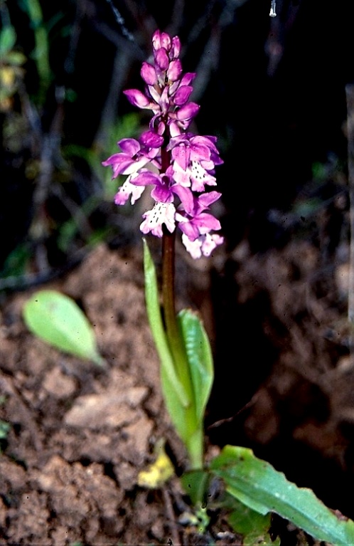 Orchis mascula ssp. ichnusae 12.jpg