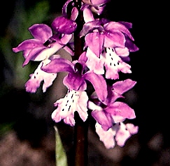 Orchis mascula ssp. ichnusae (2).jpg