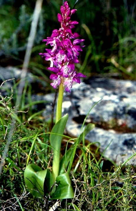 Orchis mascula ssp. ichnusae 23.jpg