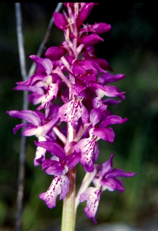 Orchis mascula ssp. ichnusae 34.jpg
