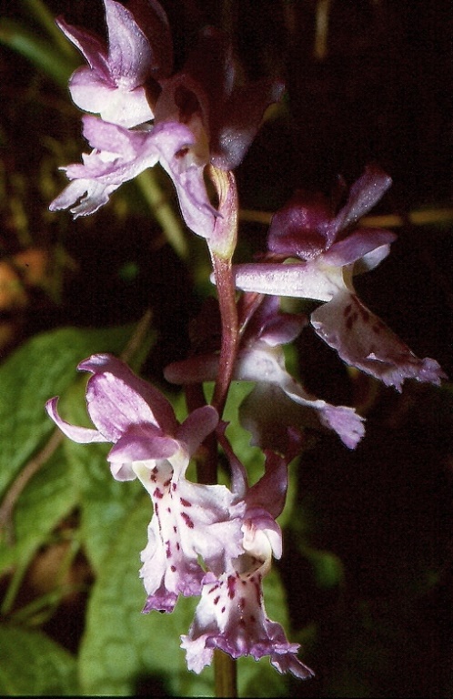 Orchis mascula ssp. ichnusae 76.jpg