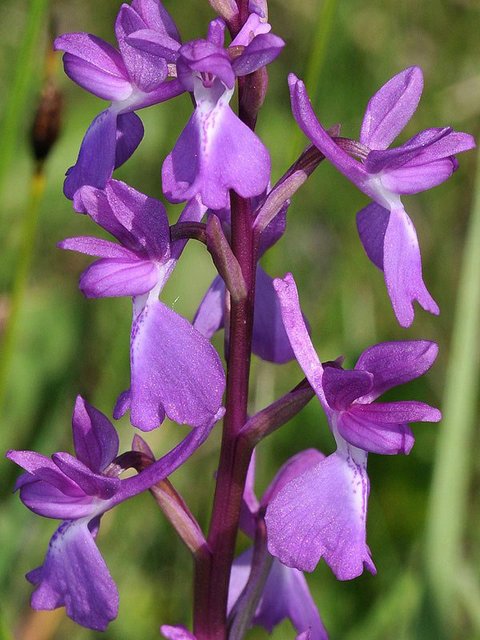 A-palustris-x-A-laxifloral3.jpg
