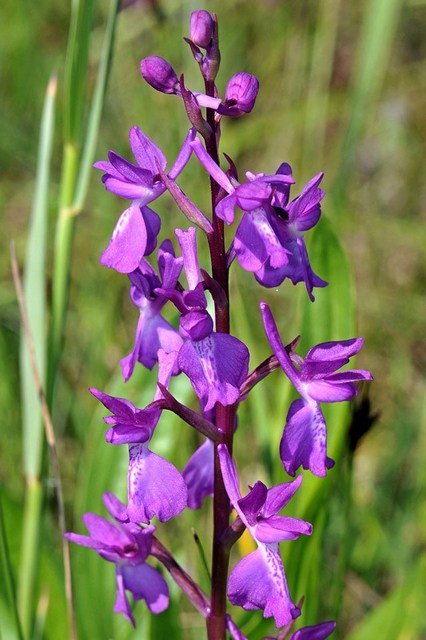 A-palustris-x-A-laxifloral4.jpg