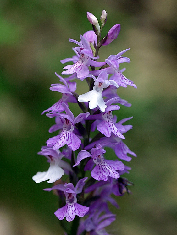 49f-dactylorhiza-fuchsii-marola-X5255688.jpg