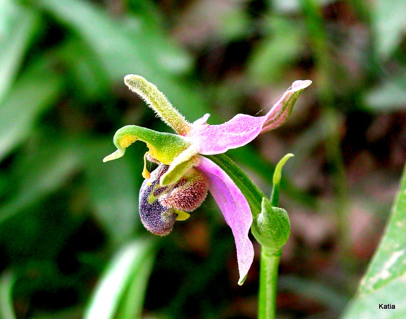 1-PICT3168.JPG