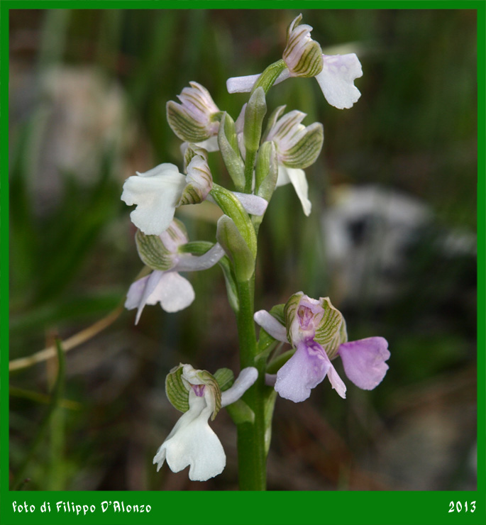 Anacamptis-morio-rosa-1.jpg